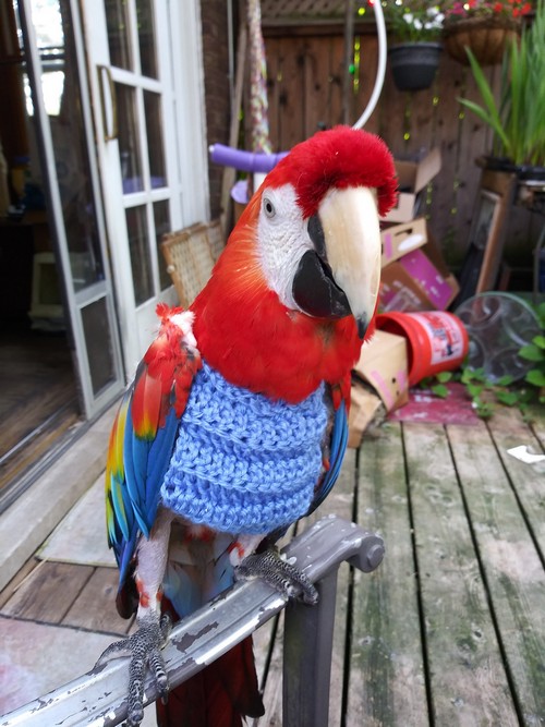 Parrot Macaw Bird Sweater for Pluckers