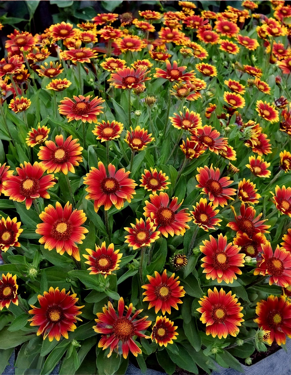 Blazing Blanket Flowers