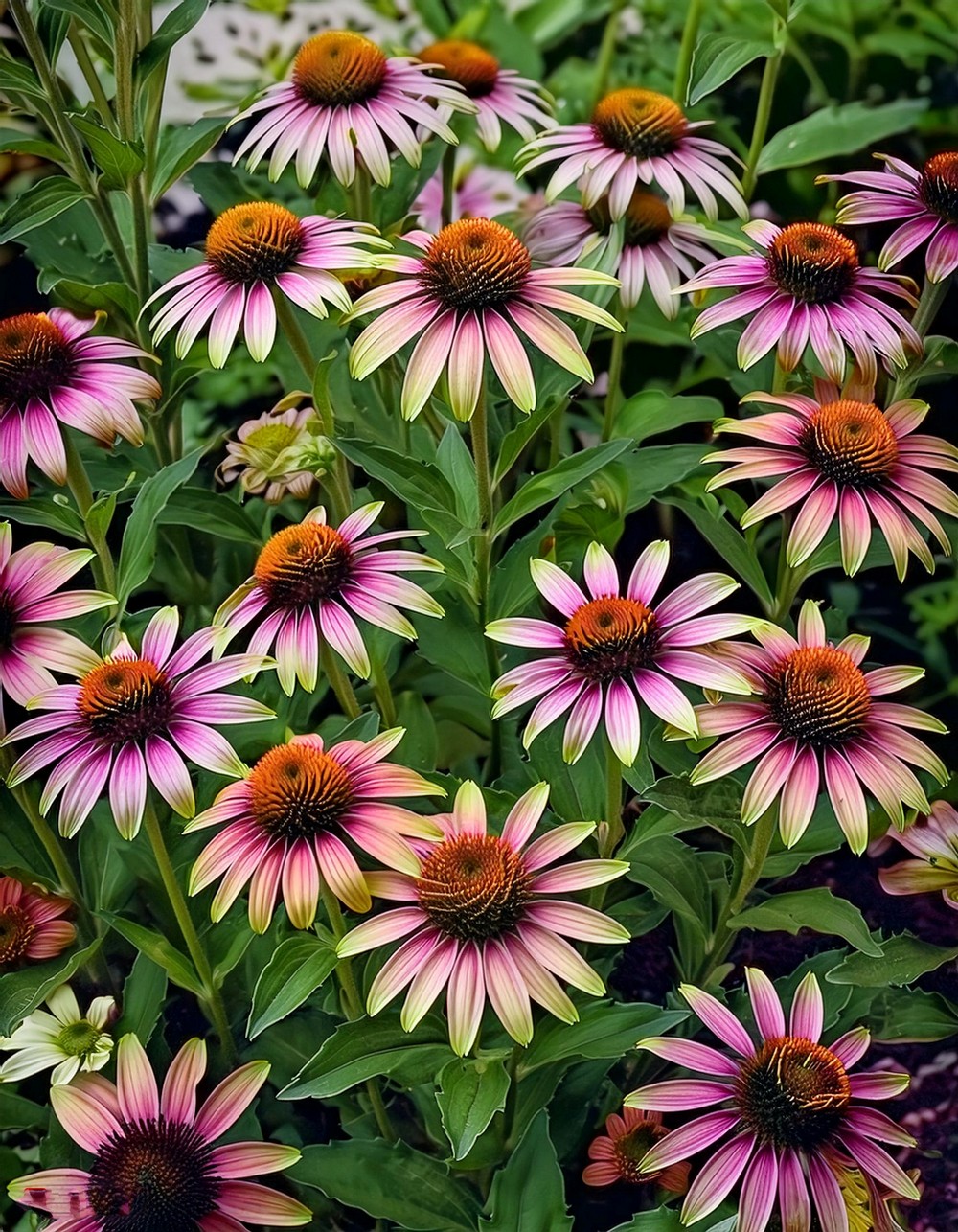 Eye-Catching Coneflowers