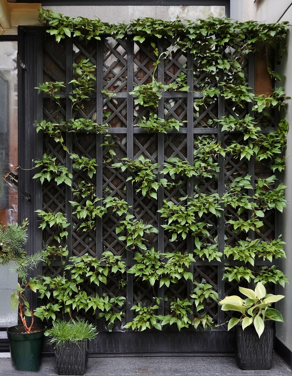 Lattice Wall with Climbing Vines