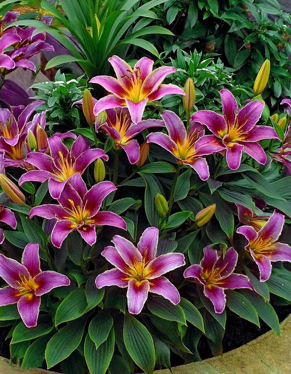 Lush Lily Patch