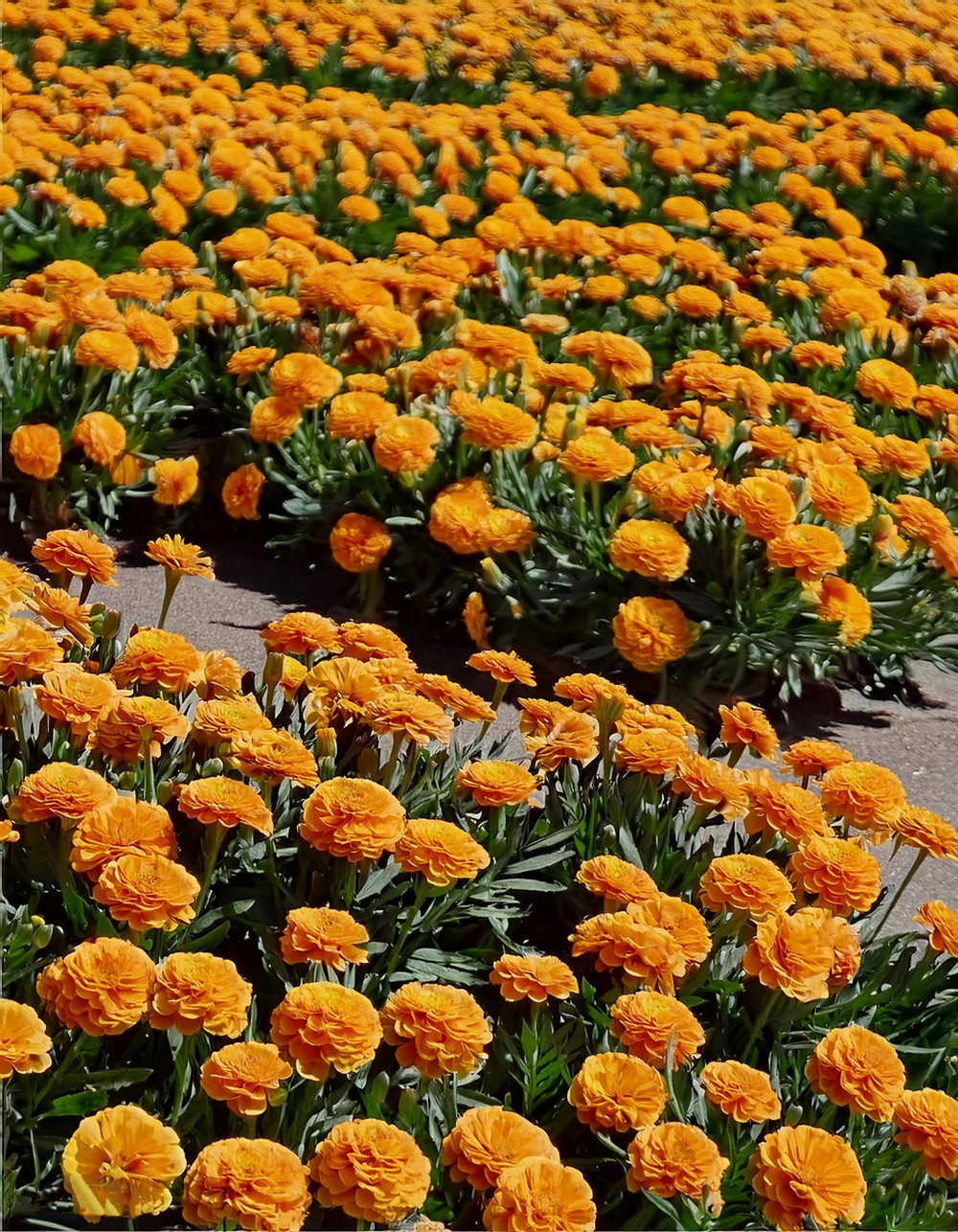 Marigold Magic Carpet