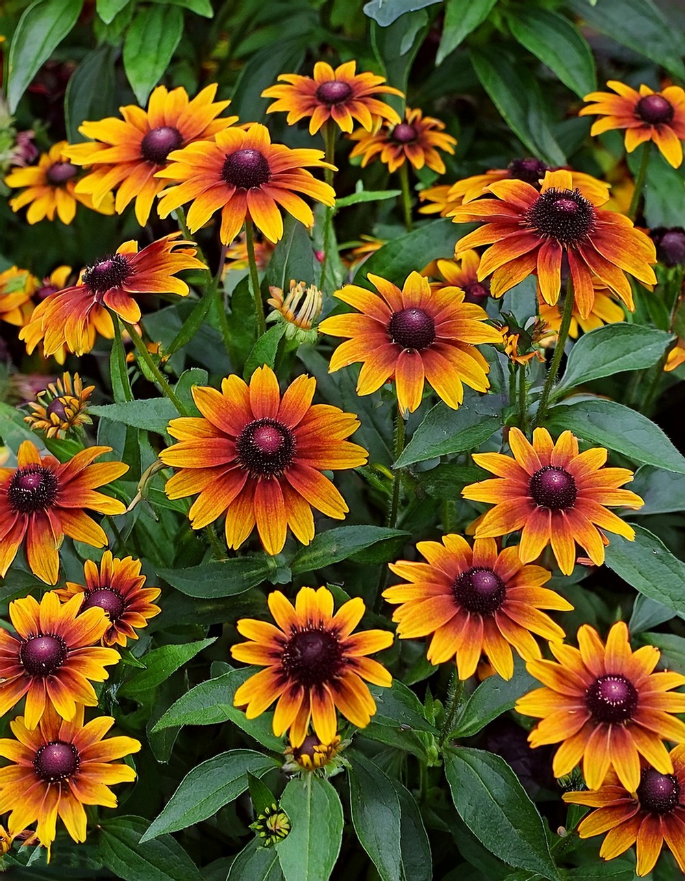 Rainbow of Rudbeckia 